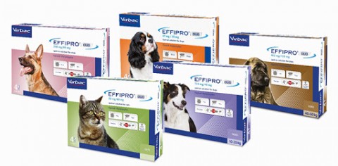 Effipro Duo preparat protiv buva i krpelja za mačke